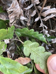 Woodwardia japonica