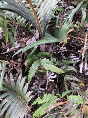 Woodwardia japonica