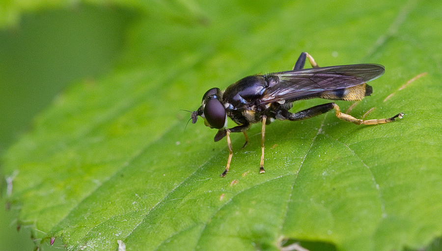Golden-tailed Leafwalker