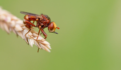 Sicus ferrugineus