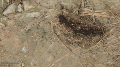 Tetramorium tsushimae