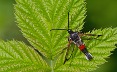 Synanthedon formicaeformis
