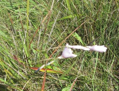 Dierama argyreum