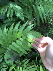 Woodwardia japonica