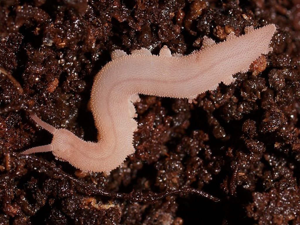 giant velvet worm