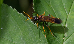 Tenthredo campestris