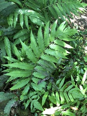 Woodwardia japonica