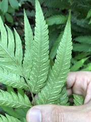 Woodwardia japonica