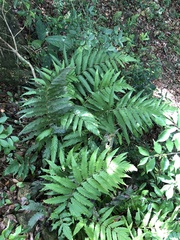 Woodwardia japonica