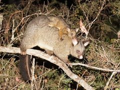 Common Brushtail photo 4