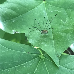 Phalangioidea