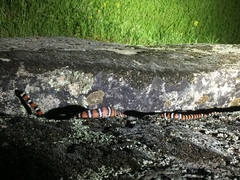 Lampropeltis zonata