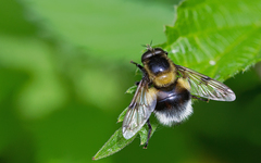 Volucella bombylans