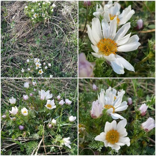 Mongolian Adonis (Adonis mongolica)