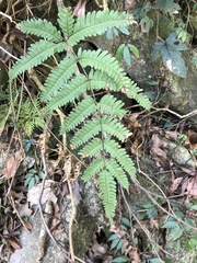 Pteris linearis