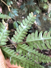 Pteris linearis