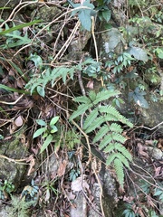 Pteris linearis