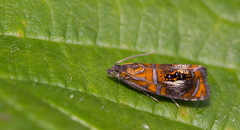 Olethreutes arcuella