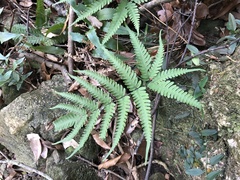 Pteris linearis