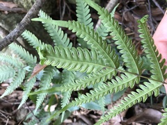 Pteris linearis