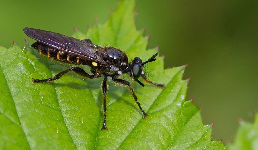 Choerades marginata  iNaturalist