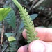 Pteris linearis - Photo (c) biobank-lantauhk, some rights reserved (CC BY-NC), uploaded by biobank-lantauhk