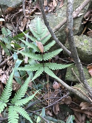 Pteris linearis