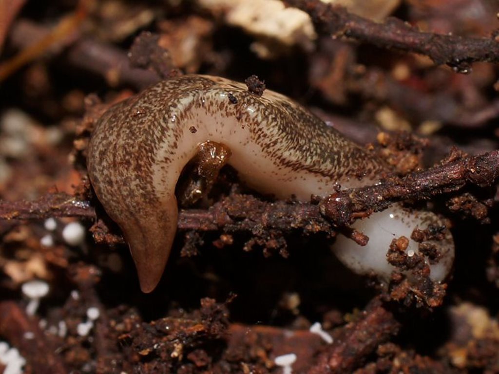 Van Diemen's flatworm