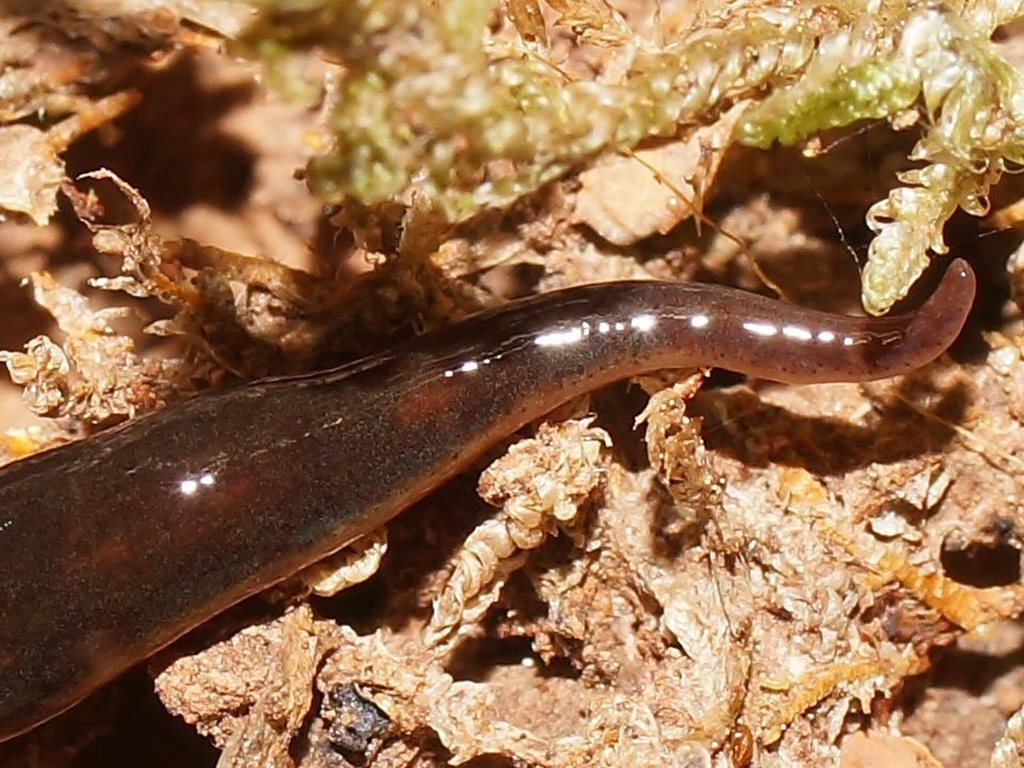 Artioposthia dovei