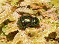 Notolioon gemmatus