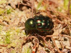 Notolioon gemmatus