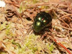 Notolioon gemmatus