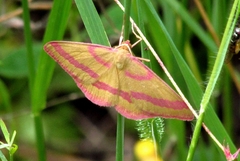 Rhodostrophia calabra