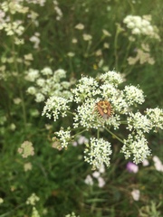Carpocoris mediterraneus