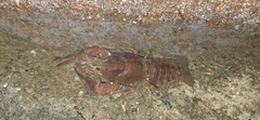 European Crayfish
