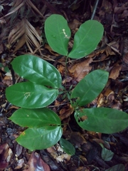 Hymenaea