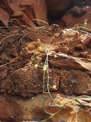 Drimia intricata