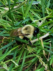 Bombus impatiens