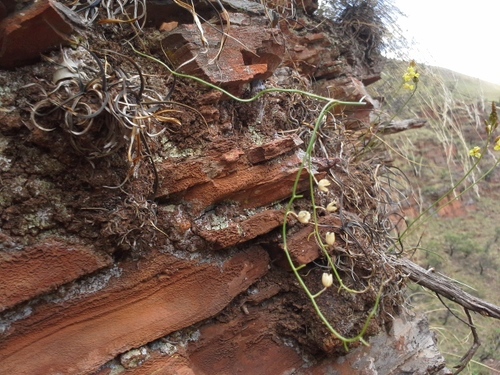 Drimia intricata