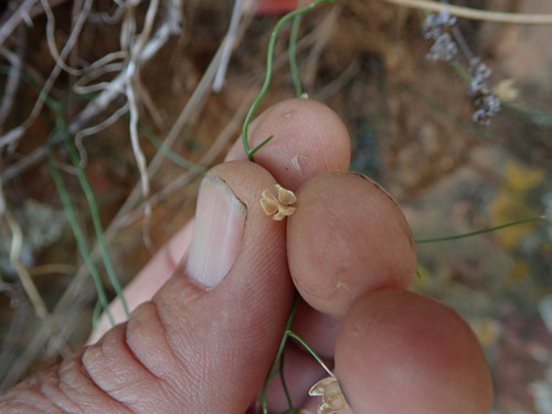 Image of Drimia intricata by no rights reserved