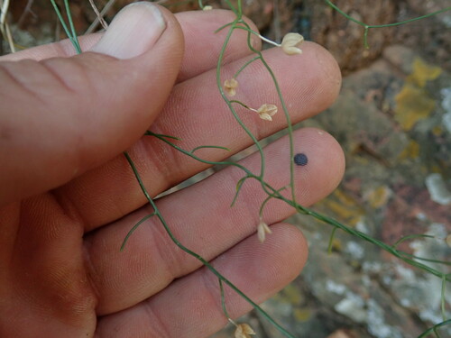 Drimia intricata