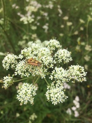 Carpocoris mediterraneus