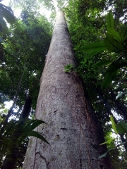 Hymenaea
