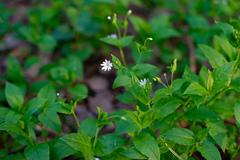 Stellaria bungeana