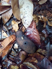 Hymenaea
