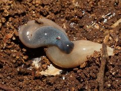 Argonemertes australiensis
