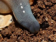Argonemertes australiensis