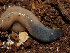 Argonemertes australiensis