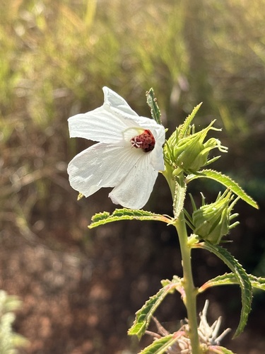 Hibiscus meraukensis Hochr.