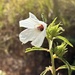 Hibiscus meraukensis - Photo (c) teaa981,  זכויות יוצרים חלקיות (CC BY-NC)